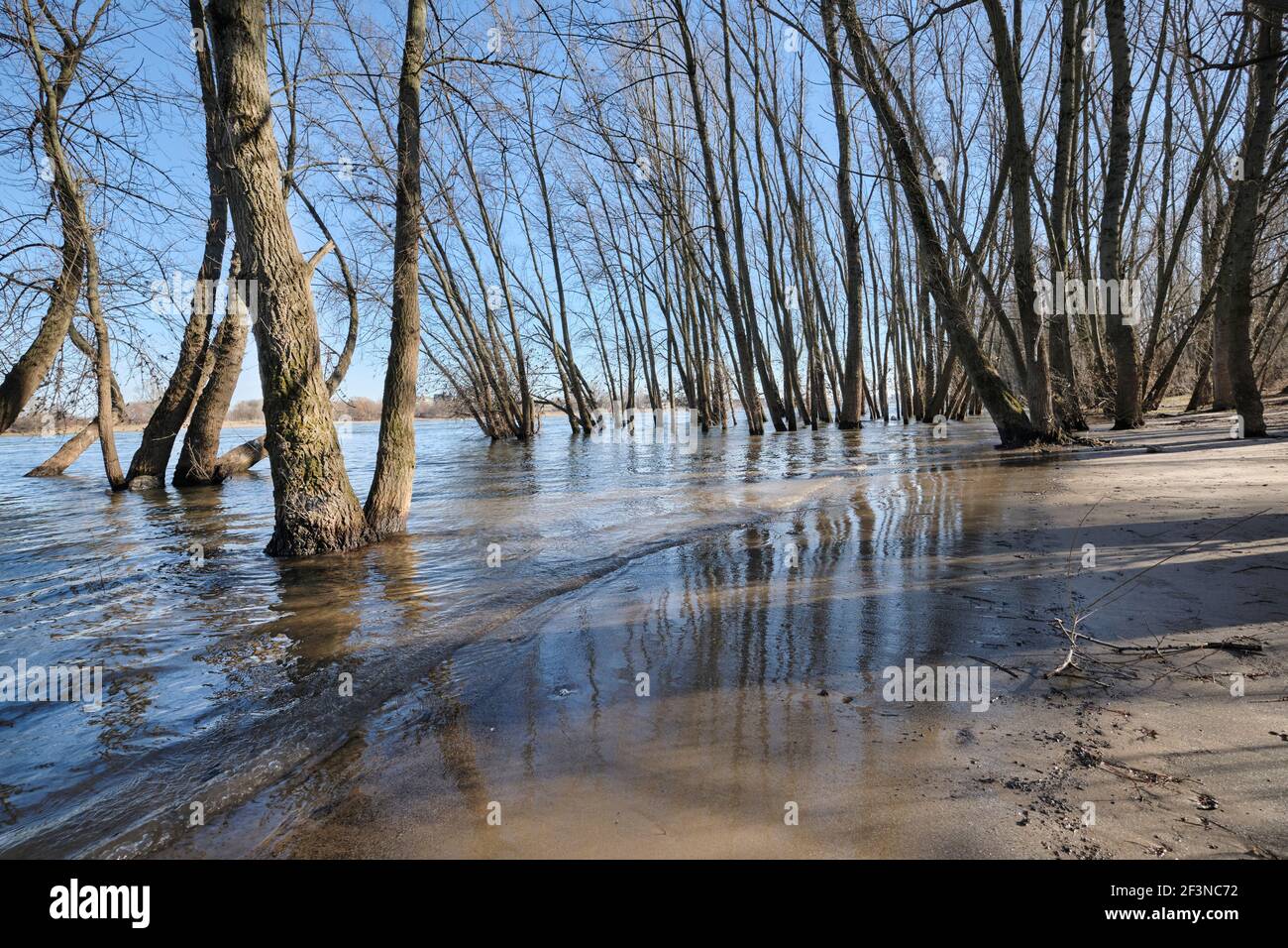Rhein-Hochwasser a Köln-Rodenkirchen | alluvione sul Reno a Colonia-Rodenkirchen Foto Stock