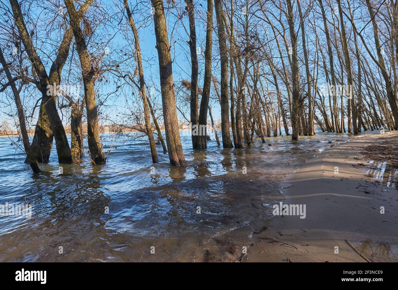 Rhein-Hochwasser a Köln-Rodenkirchen | alluvione sul Reno a Colonia-Rodenkirchen Foto Stock