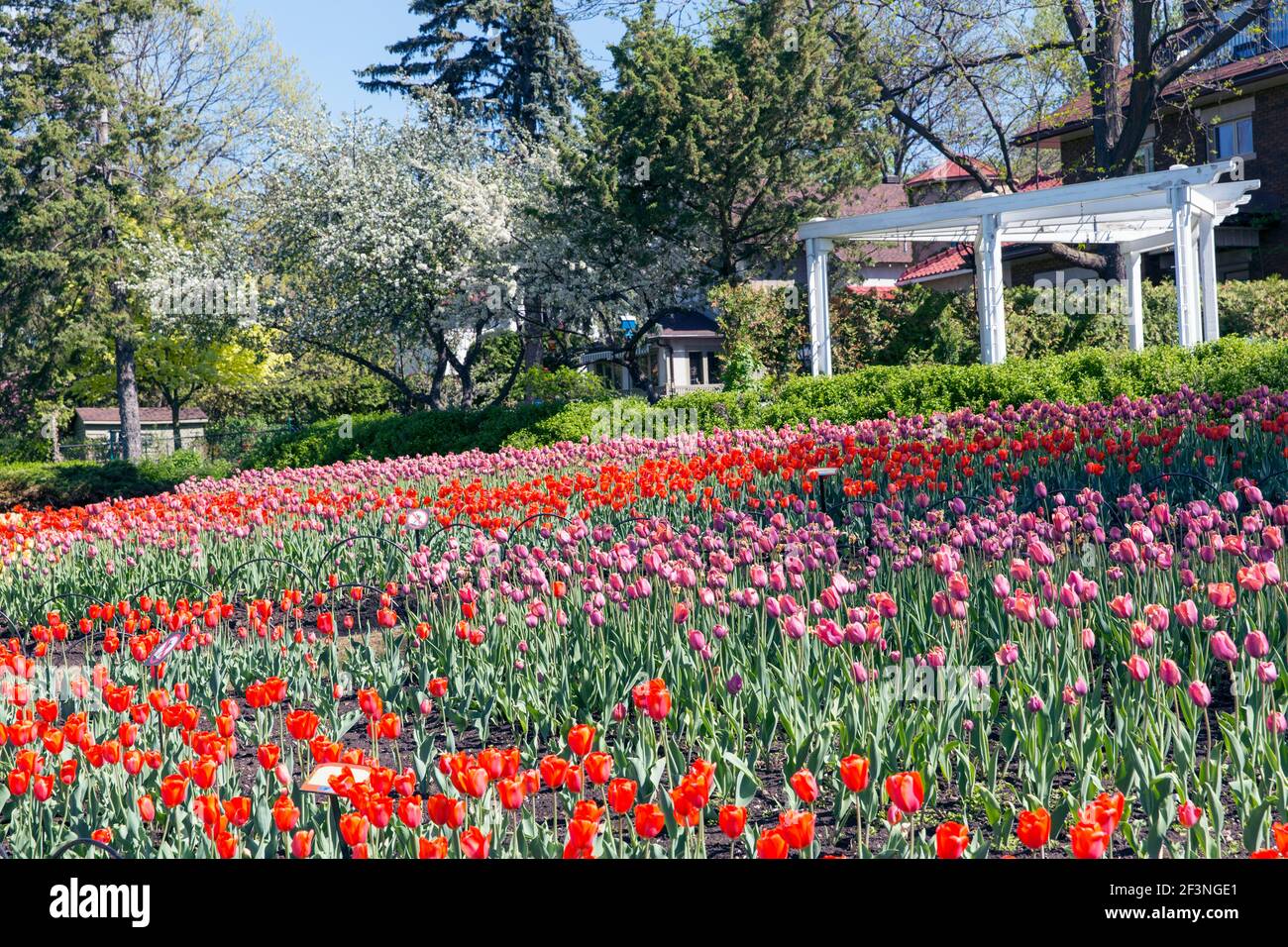 Canada, Ontario, Ottawa, Commissioners Park, Tulip Festival, un paesaggio di tulipani e un pergolato Foto Stock