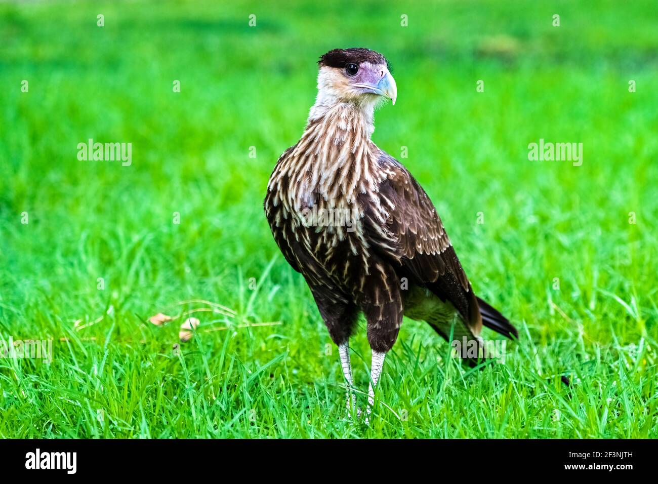 Falco caracara crestato su erba verde in Argentina Foto Stock