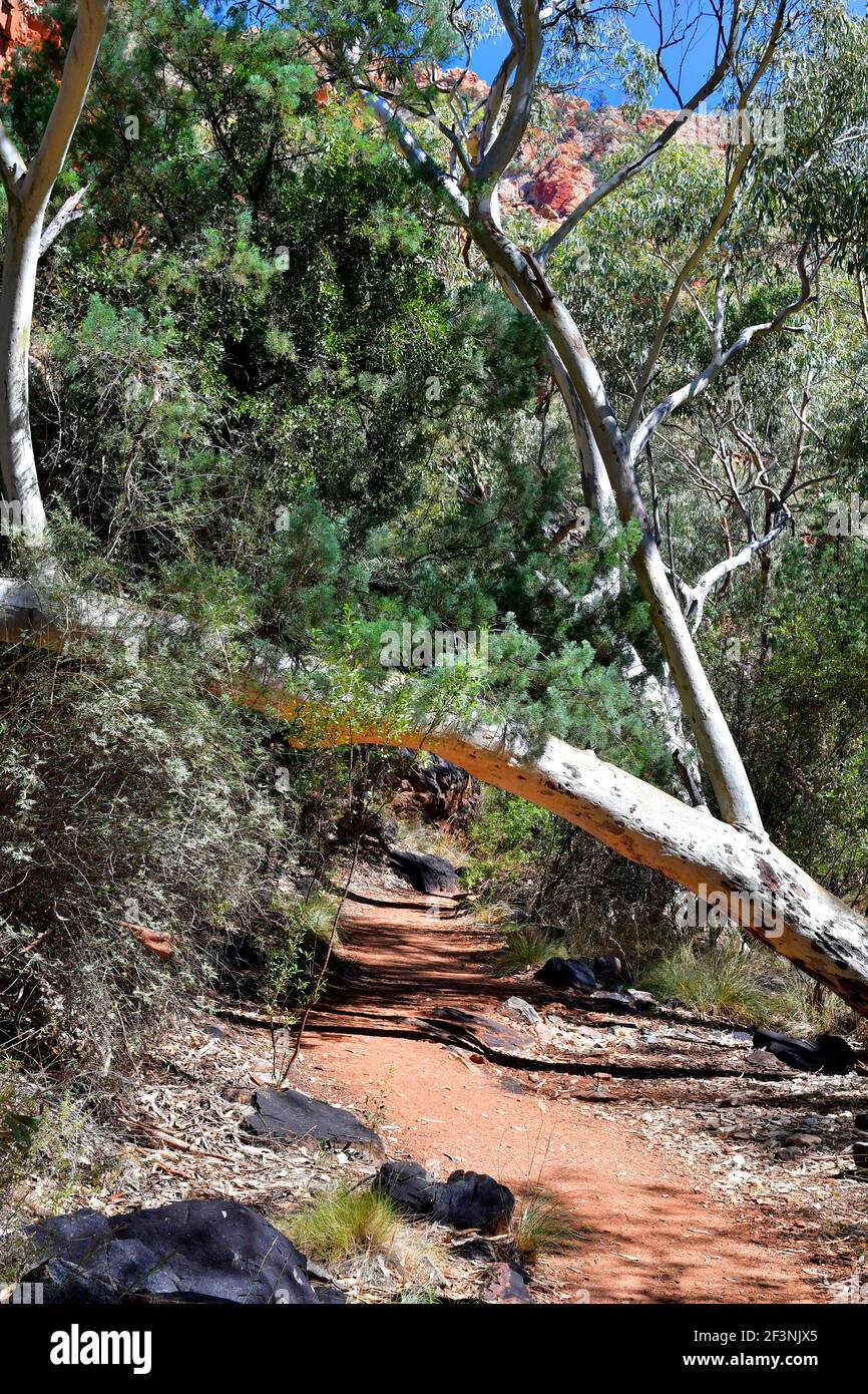 Australia, NT, alberi di eucalipto e sentiero per Standley Chasm Foto Stock