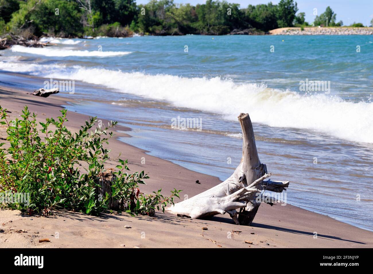 Winthrop, Illinois, Stati Uniti. Driftwood è una parte deserta e isolata dell'aspra linea costiera di North Beach nell'Illinois Beach state Park. Foto Stock Winthrop, Illinois, Stati Uniti. Driftwood è una parte deserta e isolata dell'aspra linea costiera di North Beach nell'Illinois Beach state Park. Foto Stock