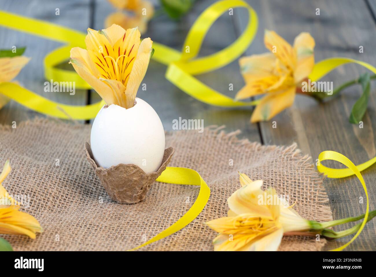 Fiore di alstroemeria giallo in un uovo su fondo di legno con fiori gialli e nastro giallo. Buon concetto di Pasqua. Messa a fuoco morbida Foto Stock