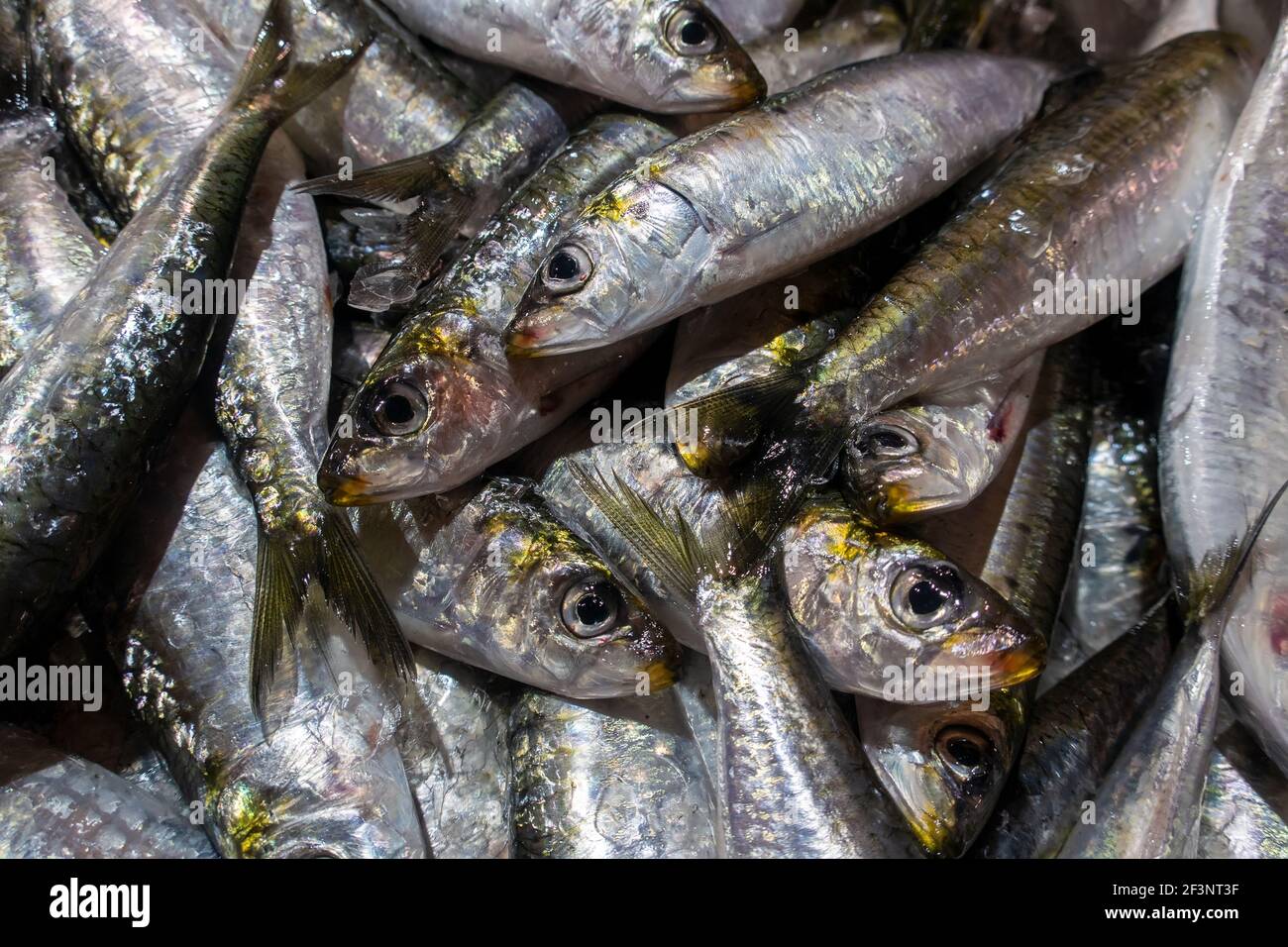 Varietà di pesce fresco sul mercato a Tavira, Algarve Portogallo Foto Stock