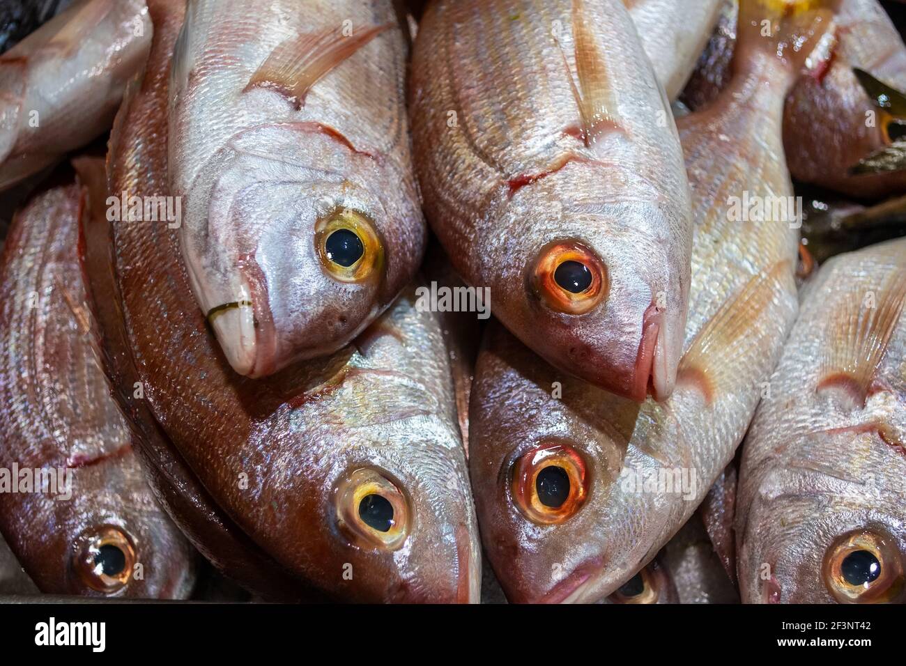 Varietà di pesce fresco sul mercato a Tavira, Algarve Portogallo Foto Stock