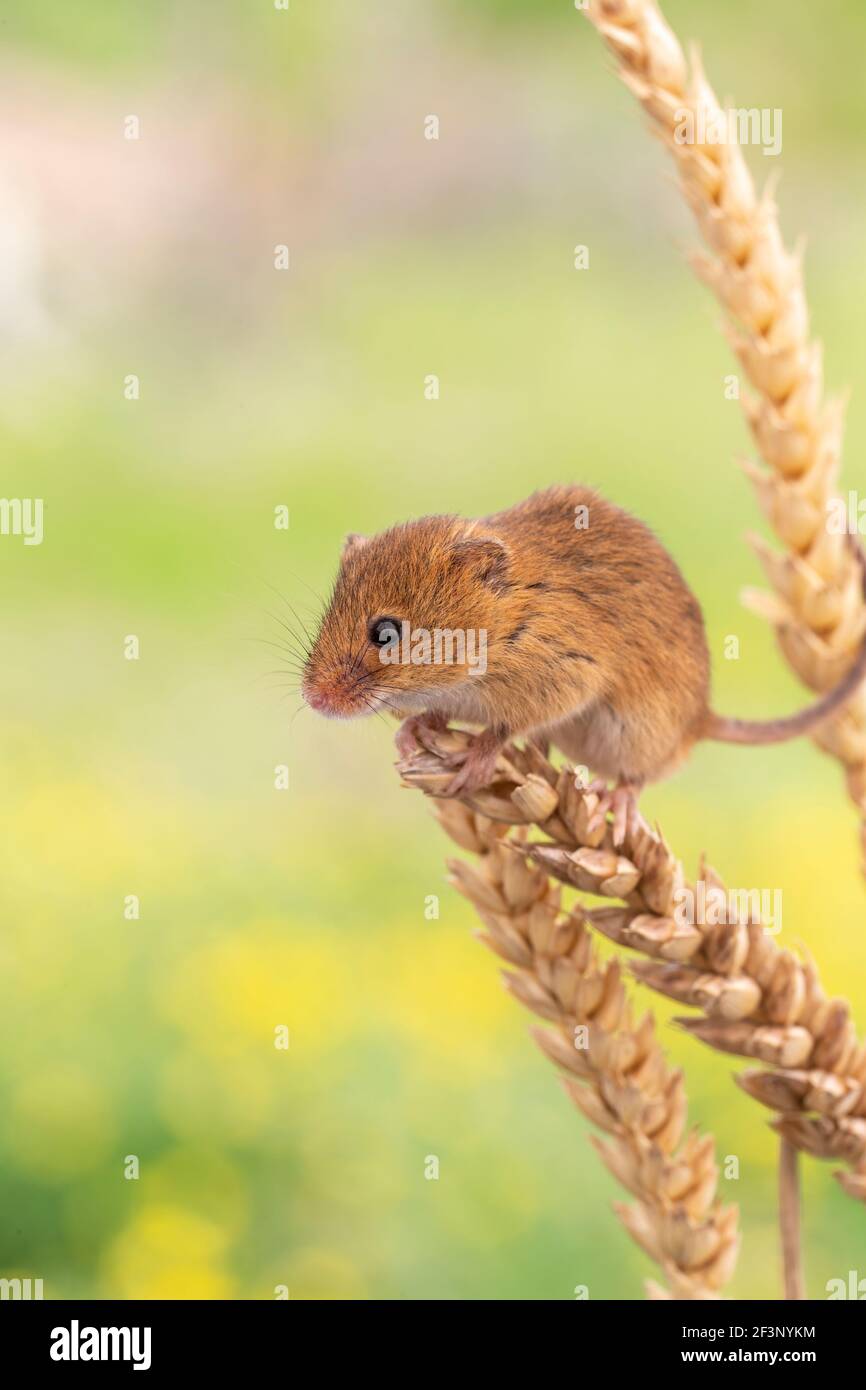 Harvest mouse (Micromys minutus), captive, REGNO UNITO Foto Stock