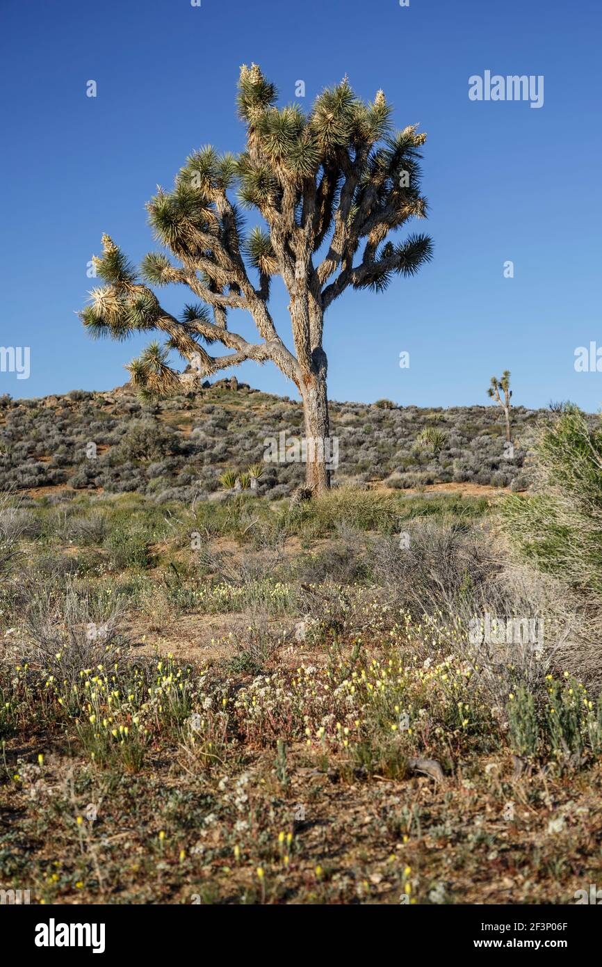 Joshua Tree (Yucca brevifolia) e fiori selvatici, Lost Horse Valley, Joshua Tree National Park, California USA Foto Stock