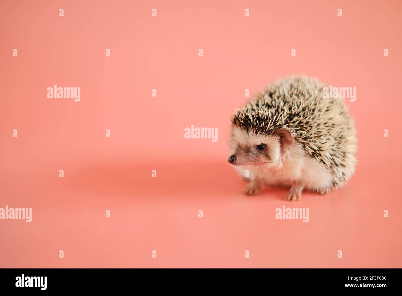 Riccio su sfondo rosa. Hedgehog femminile. Riccio di casa pigmy. Hedgehog in primo piano con la ribellione bianca africana .Pets. Hedgehog.Atelerix grigio poco Foto Stock