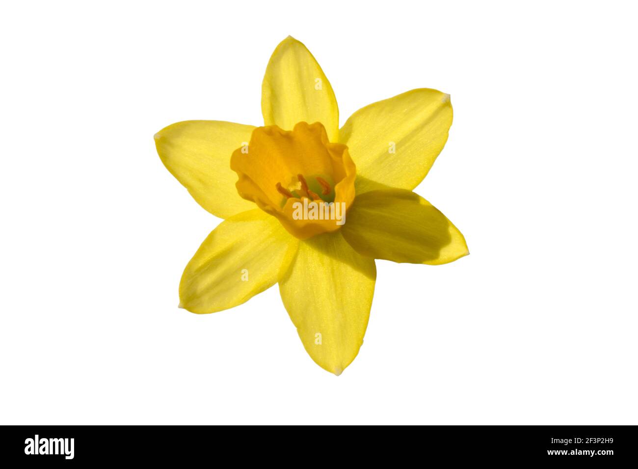 narciso giallo fiore isolato su sfondo bianco, copia spazio Foto Stock