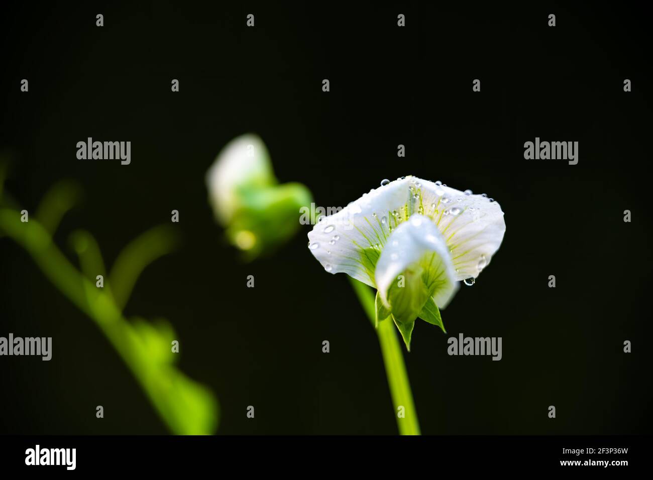 Macro closeup di un fiore bianco zucchero di coltivazione pisello snap pianta in giardino primaverile con acqua pioggia gocce gocce con sfondo nero sfocato bo Foto Stock