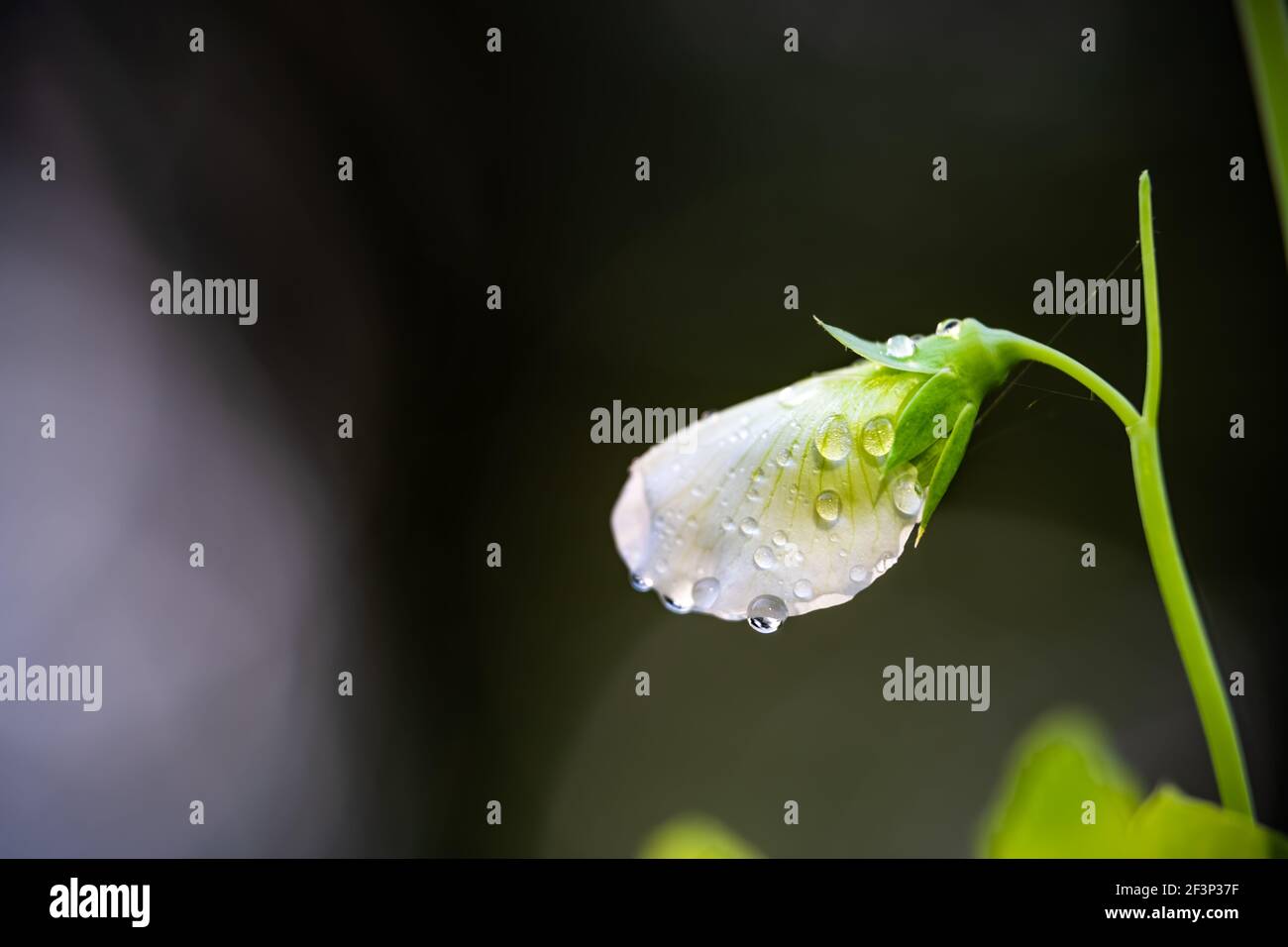 Macro closeup vista laterale di un fiore bianco zucchero in crescita piantina di piselli in giardino primaverile con gocce d'acqua goccioline con sfondo sfocato e sfocato Foto Stock