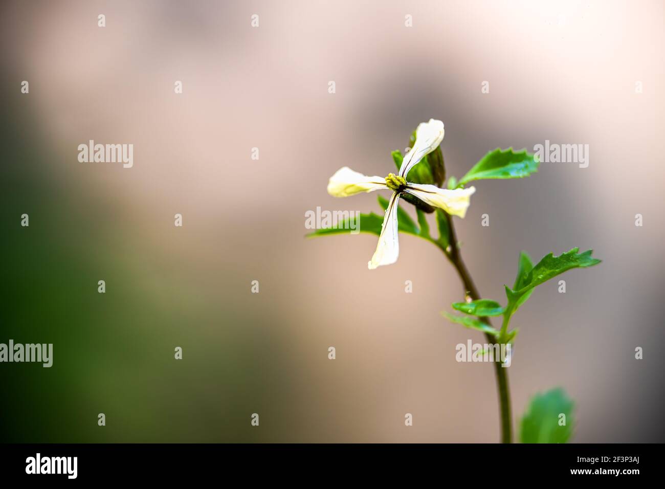 Macro primo piano di un fiore di ravanello rosa imbullonato pianta in orto con bokeh sfondo sfocato in primavera estate con il verde durante il corso Foto Stock