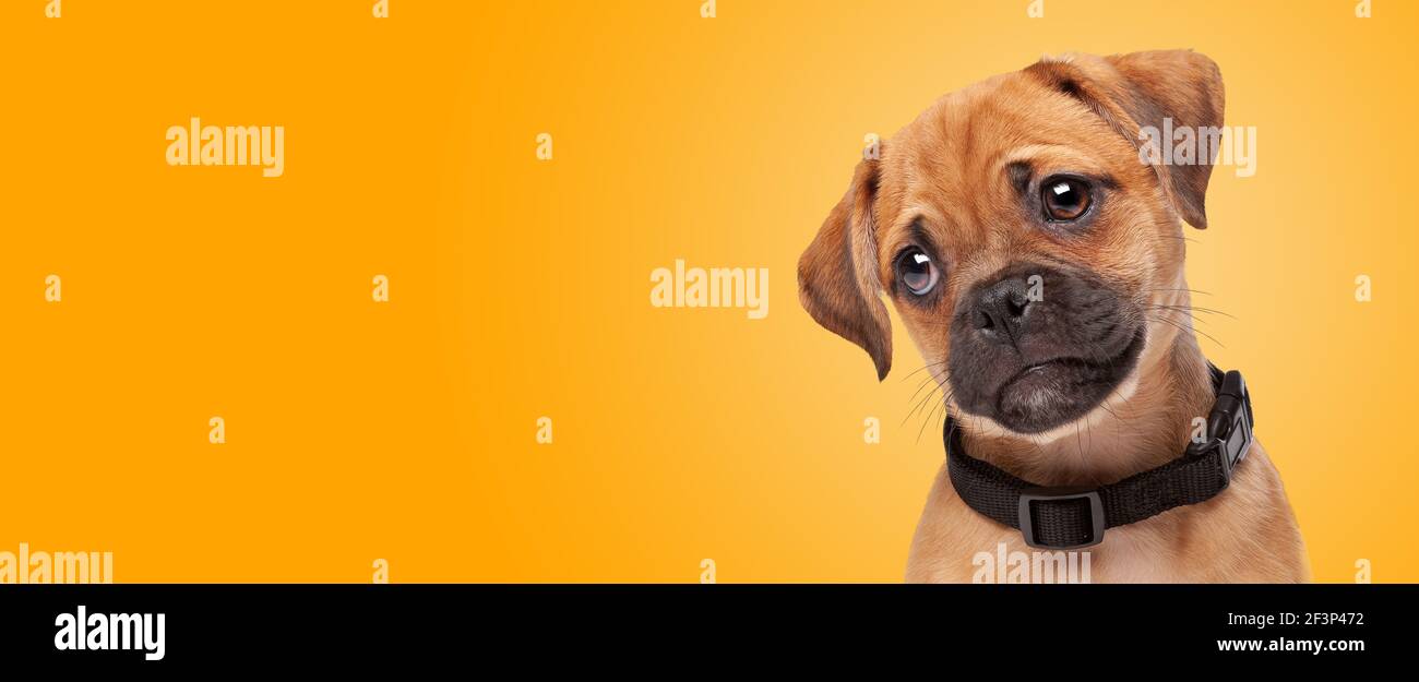 ritratto di un cucciolo di pugelier davanti ad uno sfondo a gradiente arancione. mezzo pug mezzo cavlier re charles spaniel Foto Stock