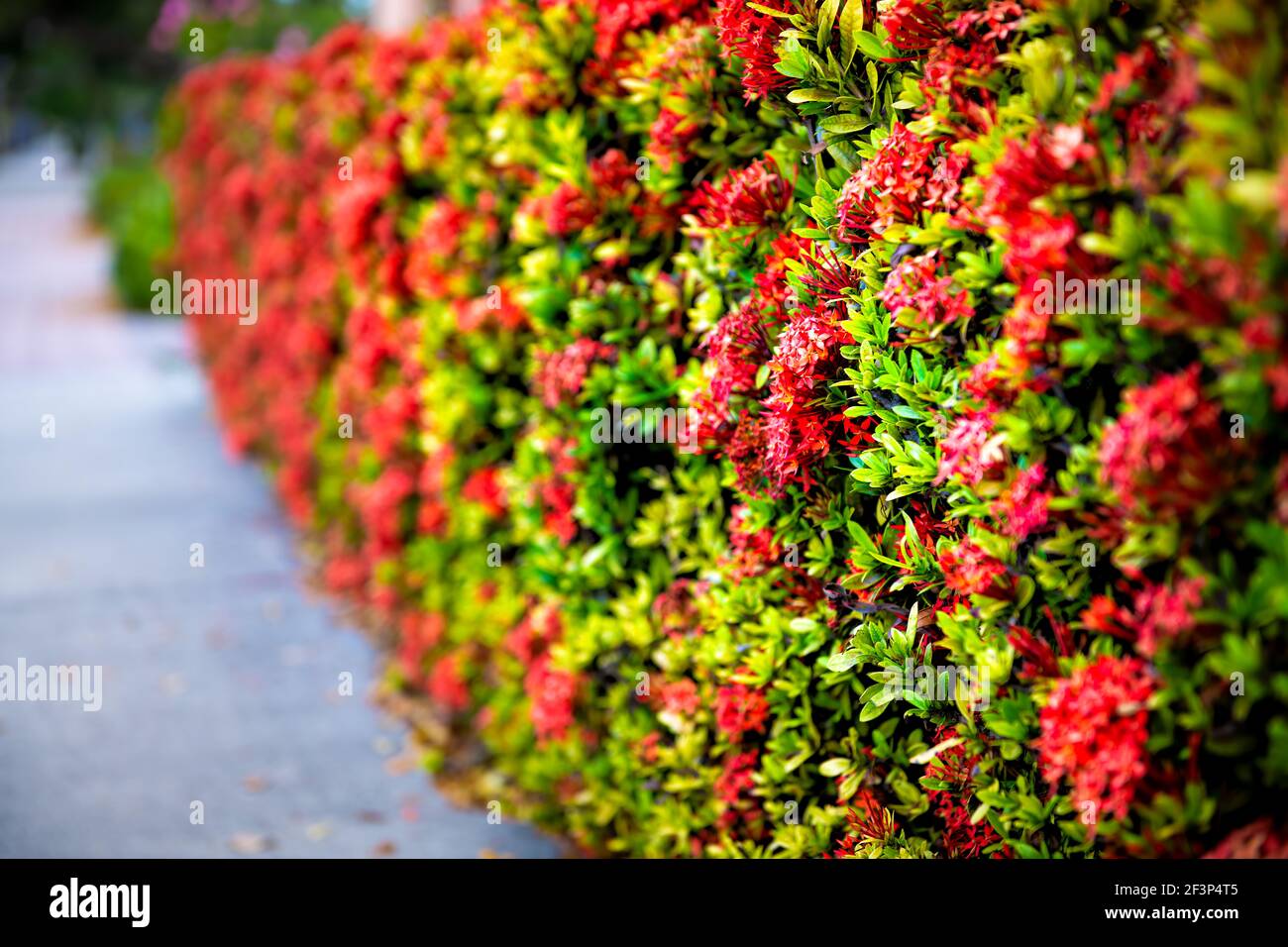 Bokeh lato closeup di fiori rossi ixora Bush per strada Strada marciapiede giardino in estate in Florida con foglie verdi paesaggio fogliame Foto Stock