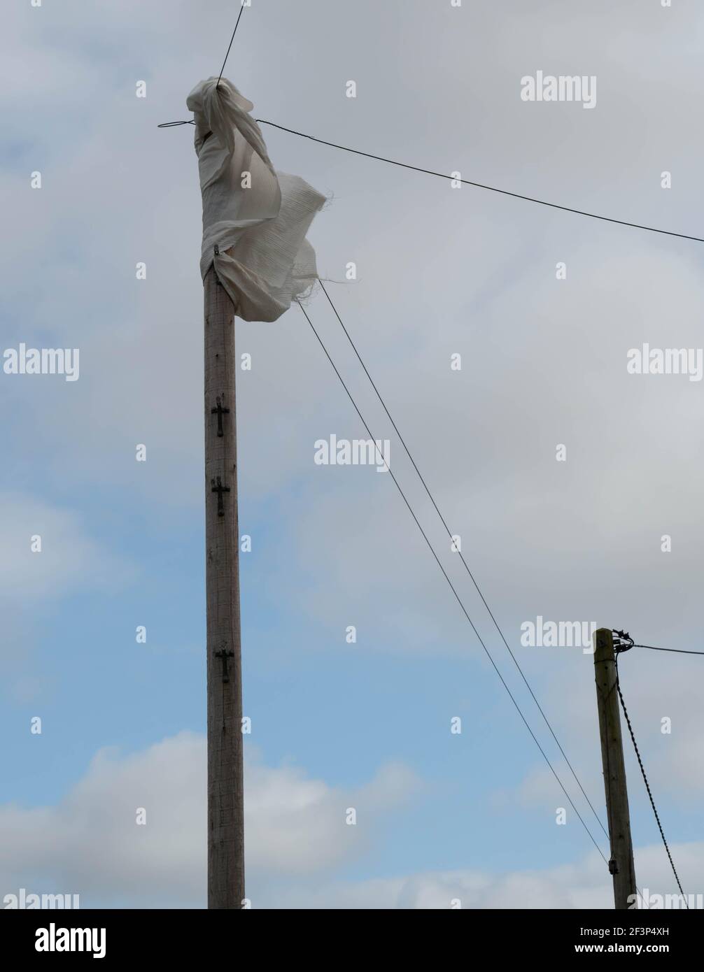 Una borsa riutilizzabile vuota in polipropilene impigliata intorno a un palo per telefono In Norfolk rurale Inghilterra Foto Stock