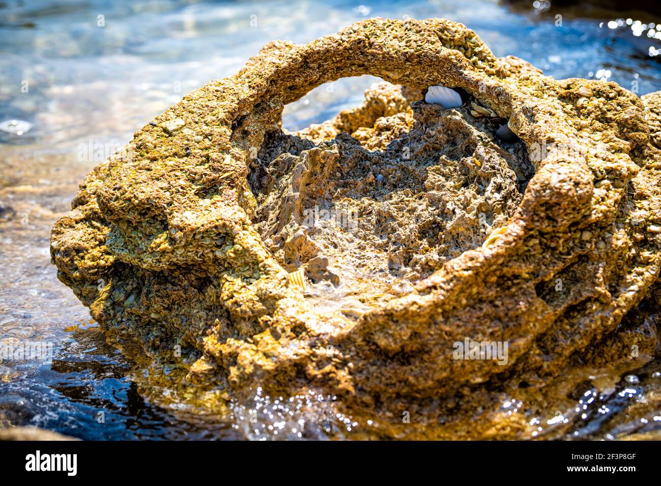 Marineland River to Sea Preserve Park in Florida con macro Primo piano della spiaggia formazione di roccia calcarea shelly dall'oceano Atlantico acqua nel giorno di sole Foto Stock