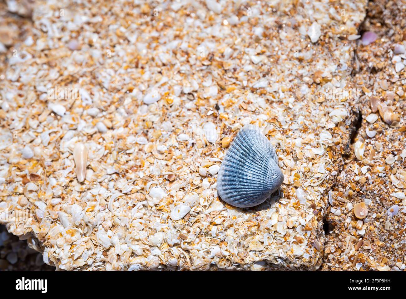 Macro closeup del fiume Marineland al mare conserva calcare shelly Formazione rocciosa con conchiglia blu colorata nel nord della Florida spiaggia Foto Stock