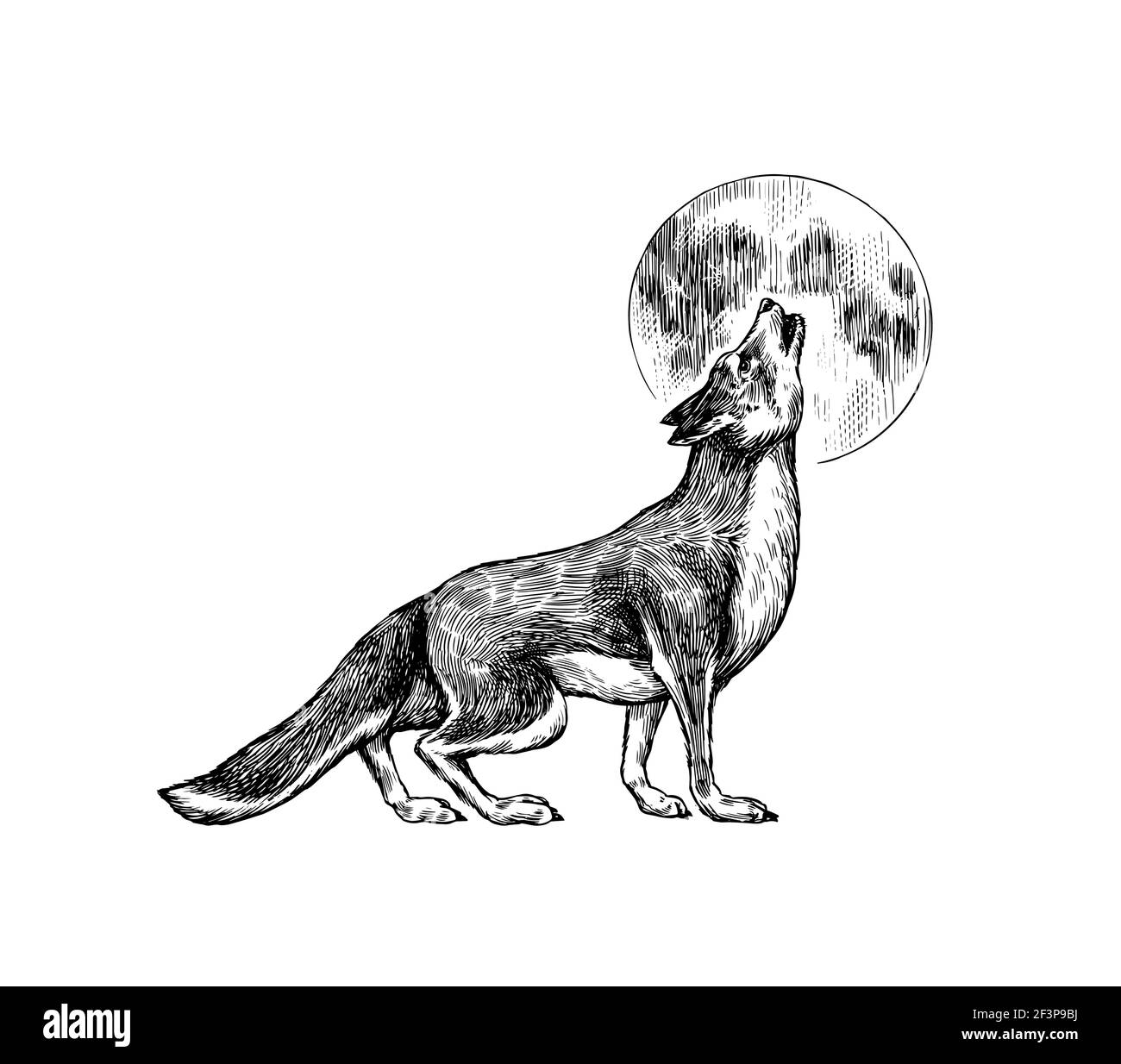 Lupo grigio. Lupo grigio. Una bestia predatoria e la luna. Animale selvatico della foresta. Vettore inciso a mano disegnato vintage vecchio schizzo per timbro, t-shirt o. Illustrazione Vettoriale