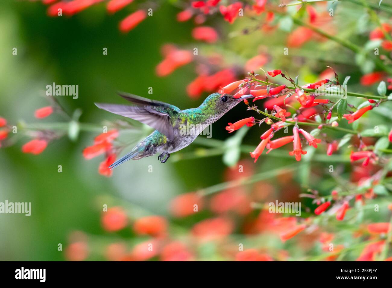 Una femmina di zaffiro con zaffiro con zaffiro che si nutre in un giardino circondato da fiori rossi di Antigua Heath. Foto Stock