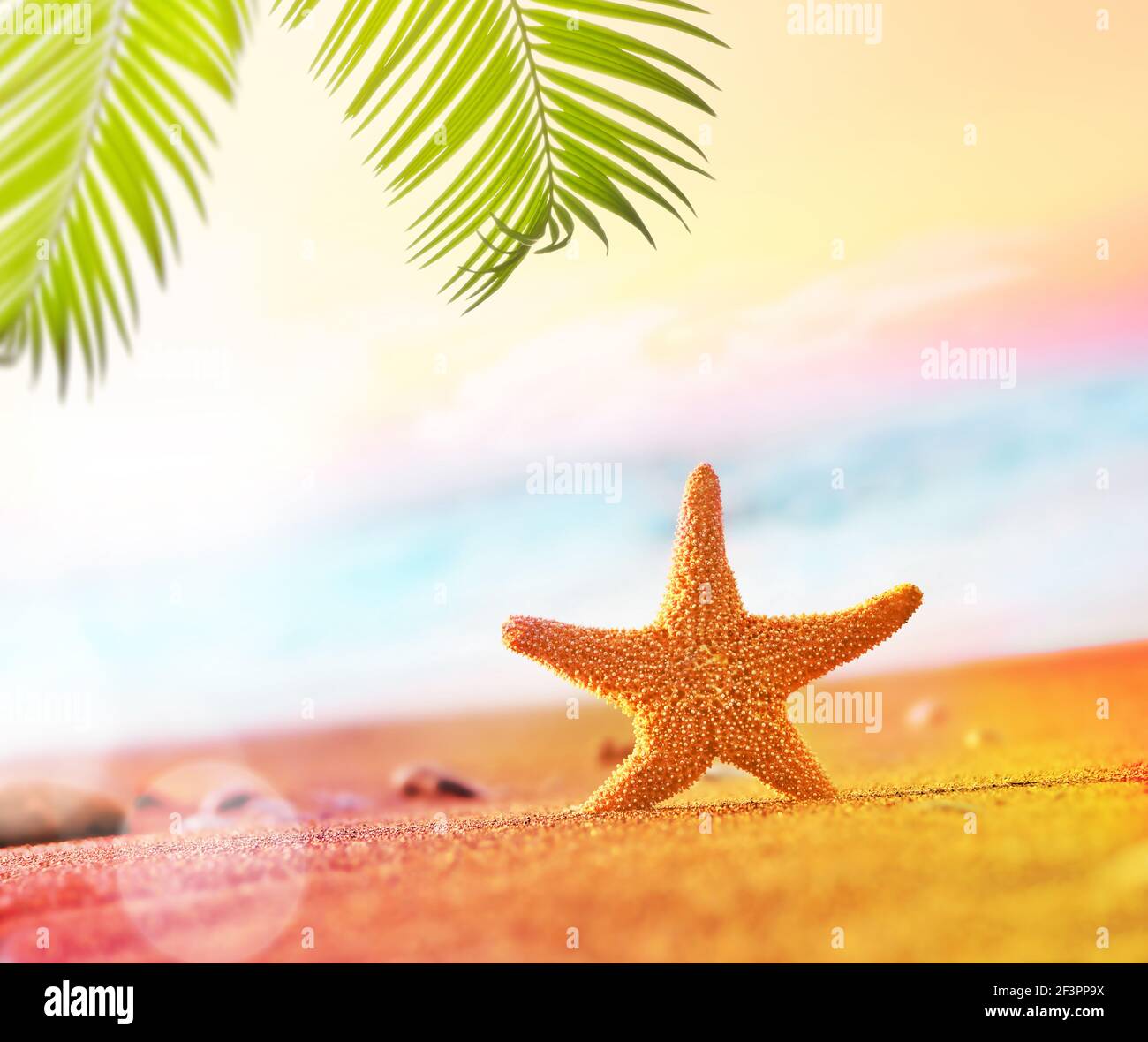 Starfish e palme sulla spiaggia di sabbia. Ora legale. Concetto estivo. Foto Stock