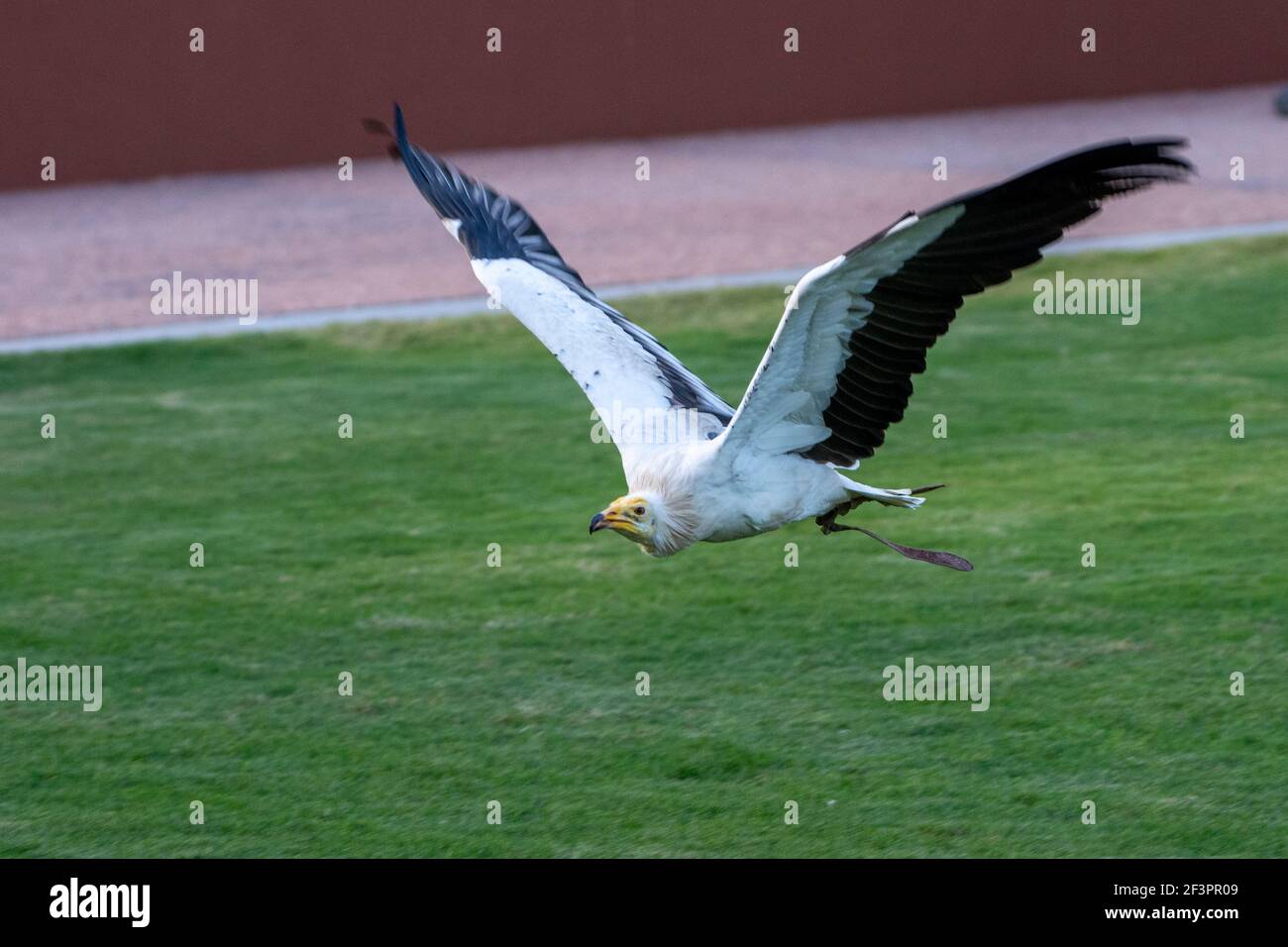 Un avvoltoio bianco egiziano (Neophron percnopterus), chiamato anche avvoltoio bianco del tesoro o pollo del faraone che vola vicino al gruppo. Foto Stock