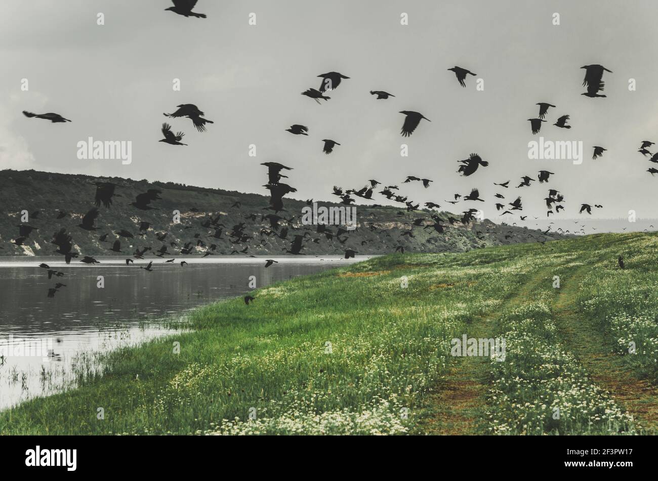 Riprese cinematografiche grandangolari di un gregge di corvi neri decollo per volare sulla riva del fiume Foto Stock