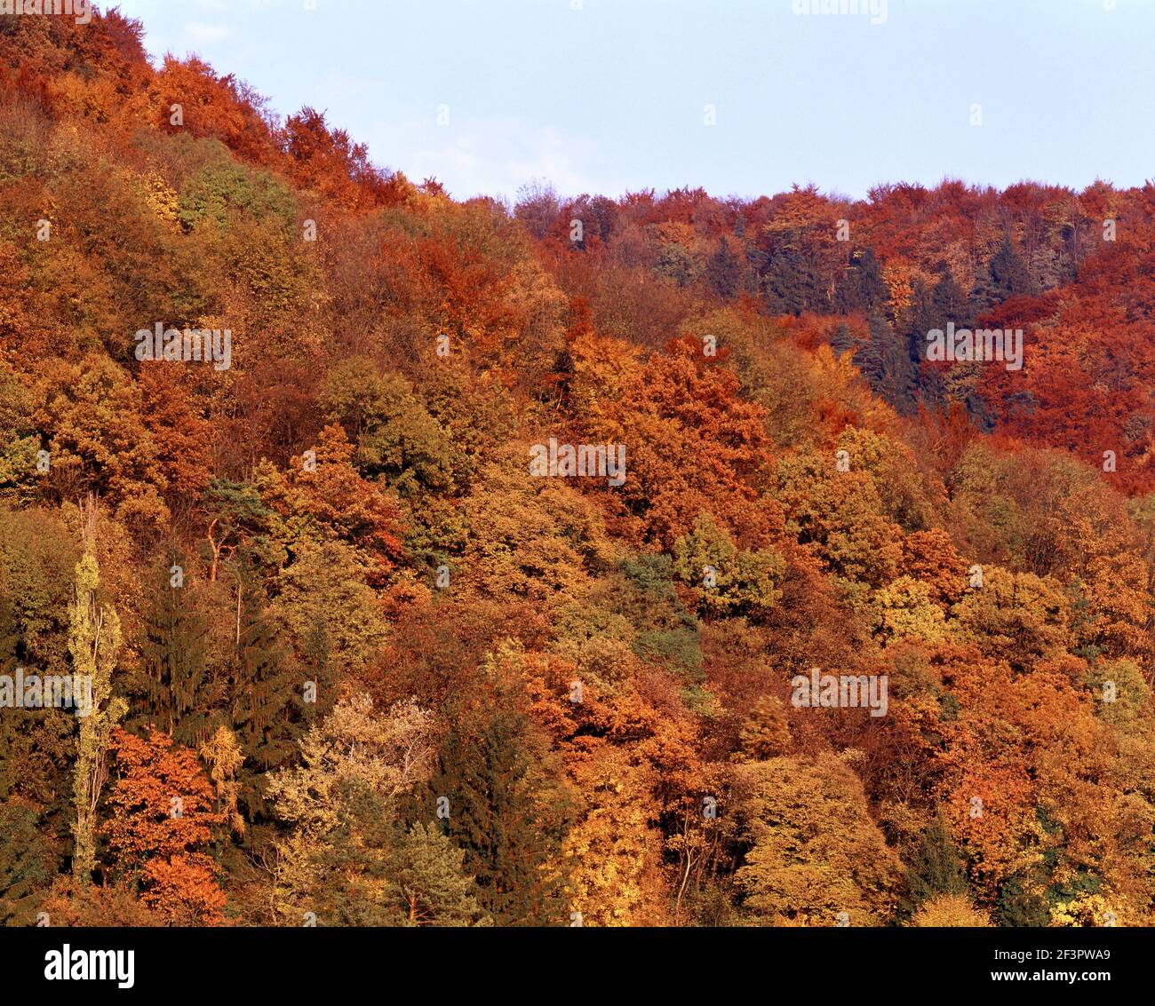 Herbstwald a Grenzach, Herbstwald Foto Stock