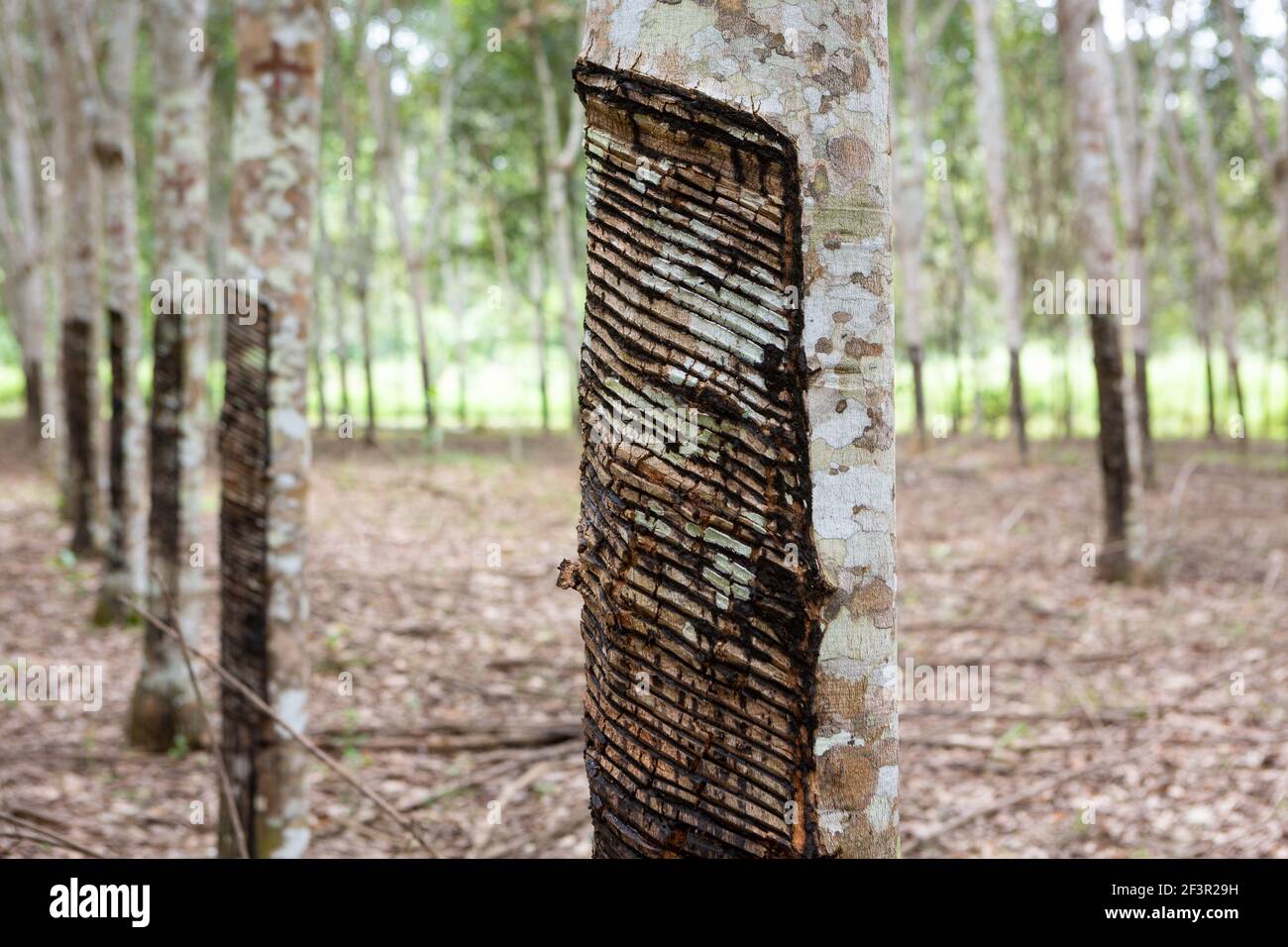 Primo piano di alberi di gomma, seringueira, tagliato per produrre lattice naturale in una fattoria nella foresta amazzonica, Xapuri, Acre, Brasile. Concetto di ecologia. Foto Stock