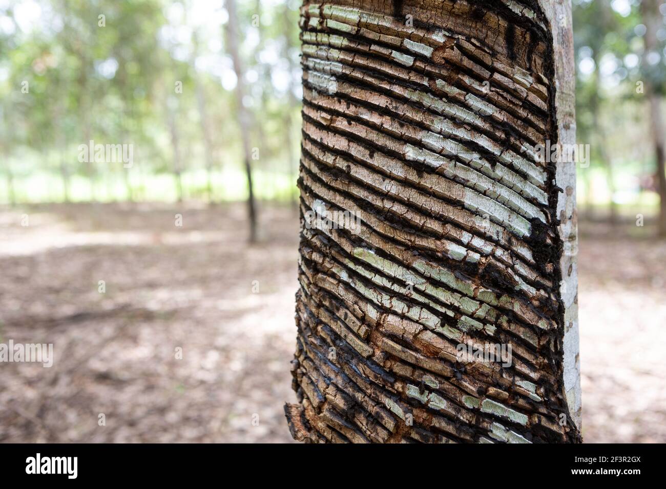 Primo piano di alberi di gomma, seringueira, tagliato per produrre lattice naturale in una fattoria nella foresta amazzonica, Xapuri, Acre, Brasile. Concetto di ecologia. Foto Stock