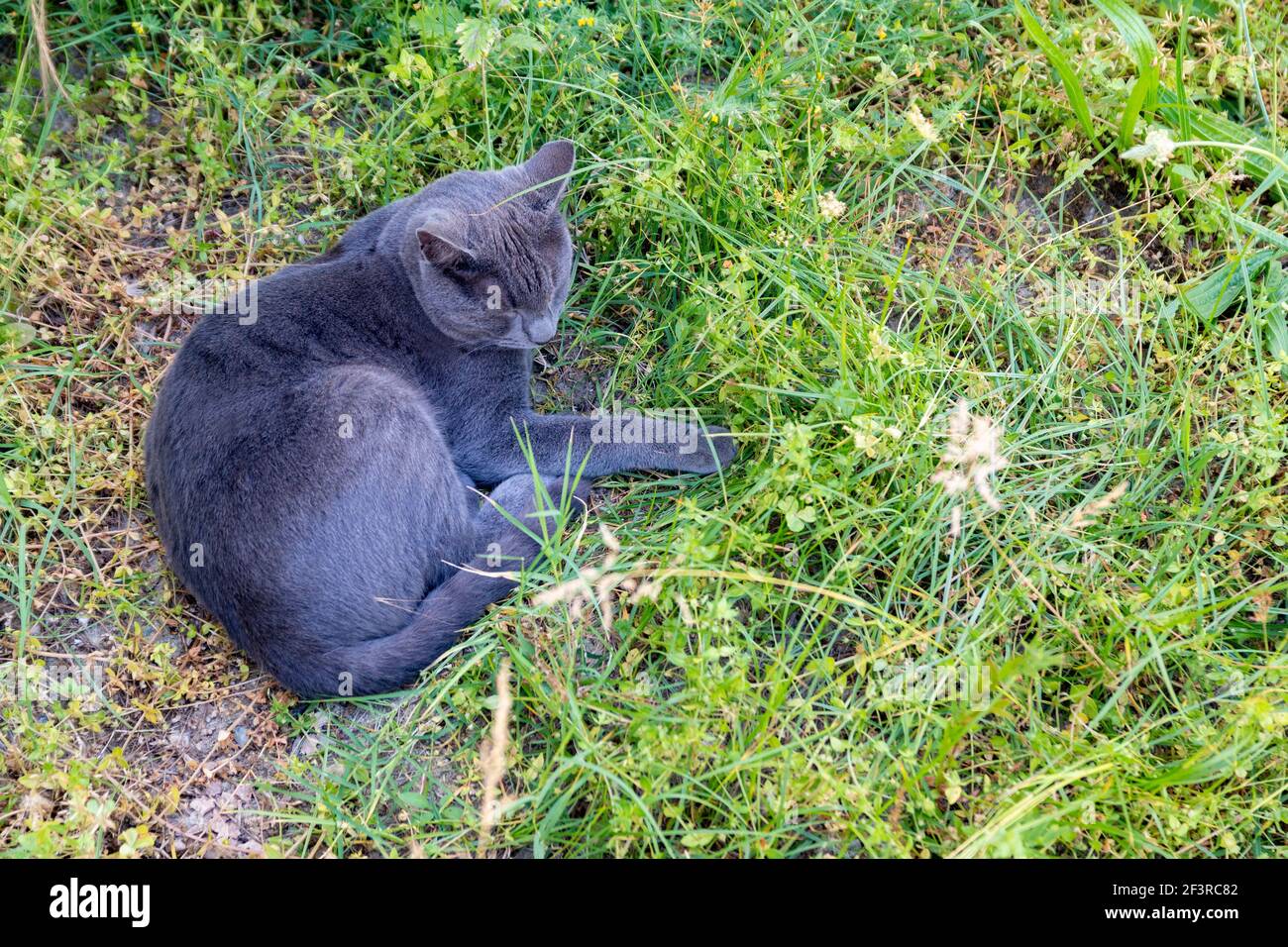 Un gatto grigio adorabile è sdraiato e rilassante in lussureggiante erba verde in primavera. Natura e sfondo animale con spazio di copia. Foto Stock