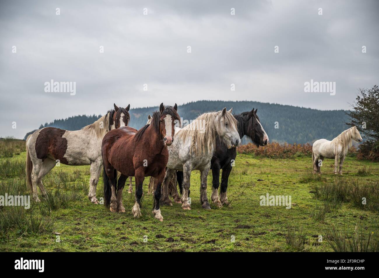 Una mandria di cavalli selvatici, nel paesaggio gallese. È autunno e il cielo è nuvoloso Foto Stock