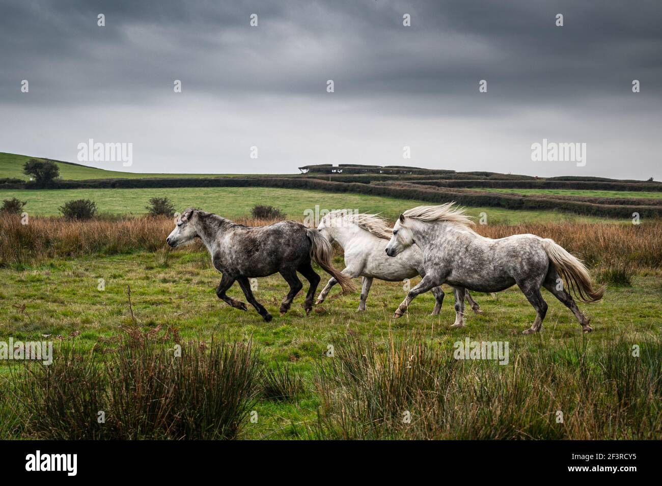 Tre cavalli selvaggi, galoppando attraverso la campagna, in un giorno d'autunno Foto Stock