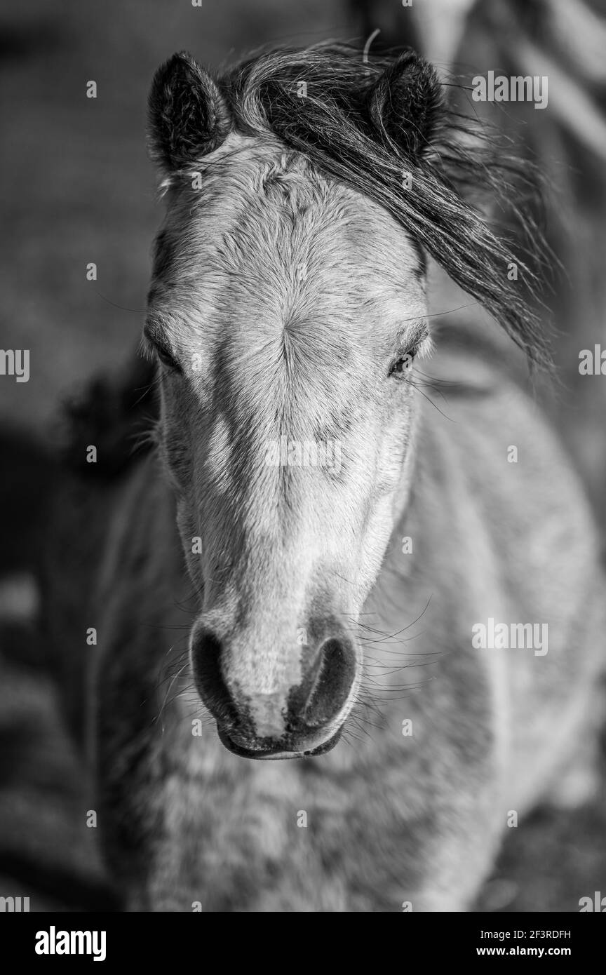 Ritratto bianco e nero di un cavallo selvatico Foto Stock