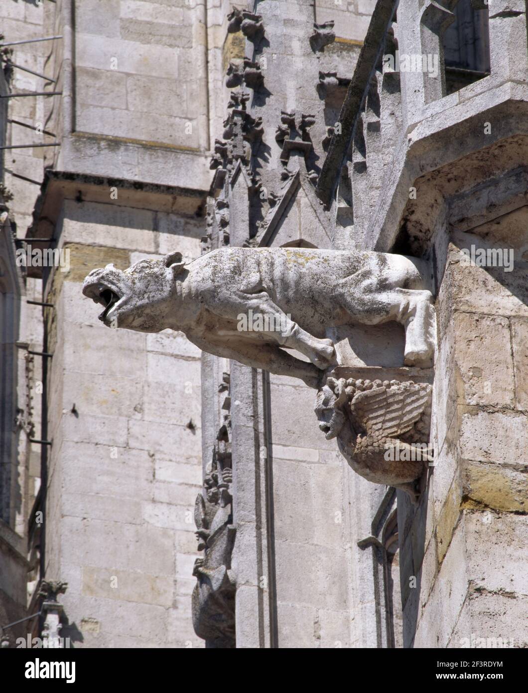 Hund. Wasserspeier an der S¸dseite., Regensburg, Dom San Pietro Foto Stock