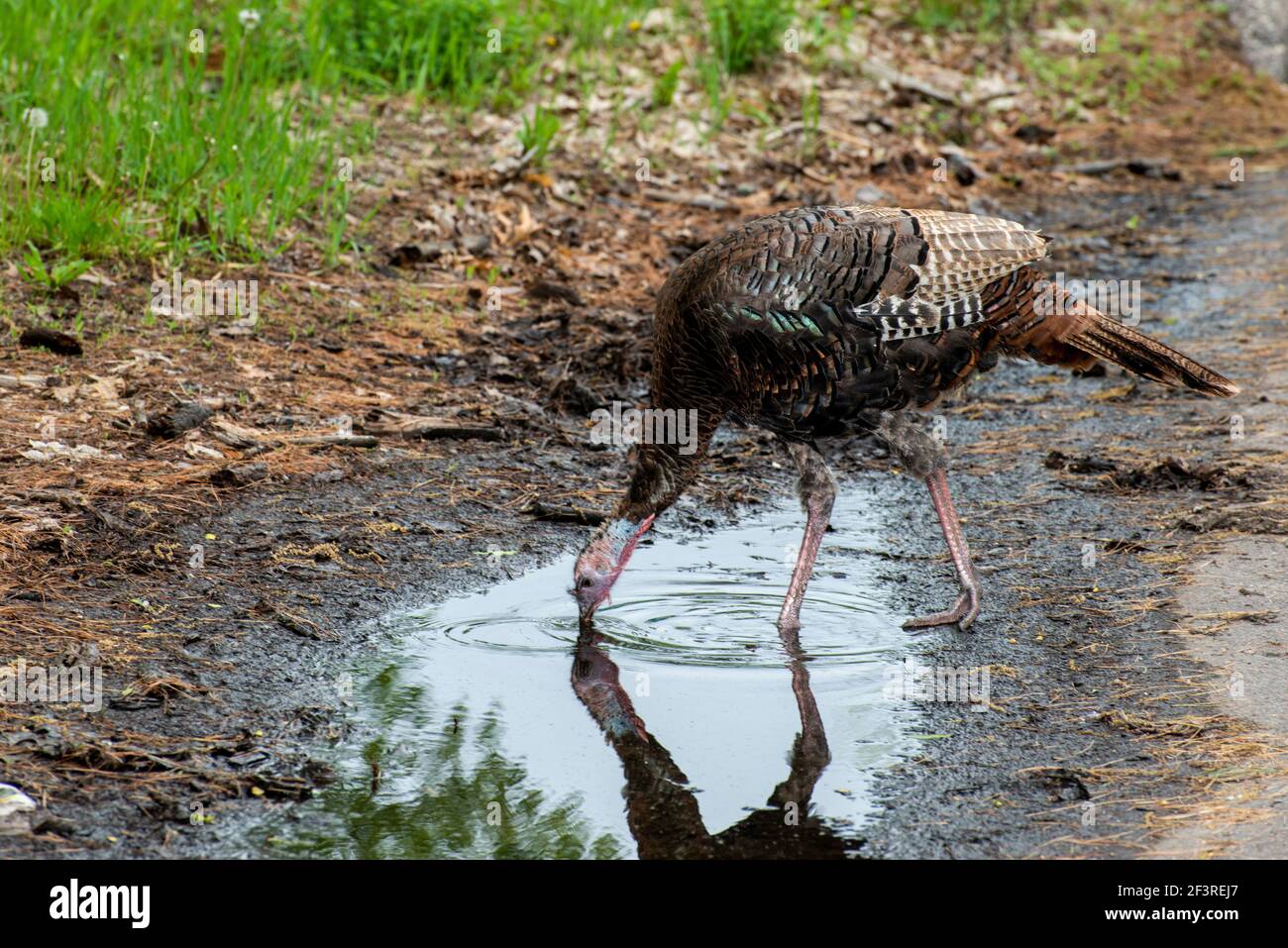 Vadnais Heights, Minnesota. Tacchino selvatico, Meleagris gallopao bere acqua da un puddle. Foto Stock