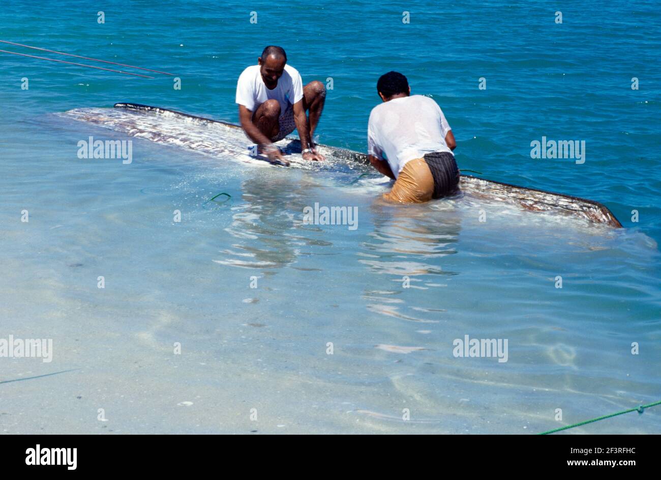 I pescatori degli Emirati Arabi Uniti di Dubai raschiano i barnacoli fuori del legno nel mare Foto Stock
