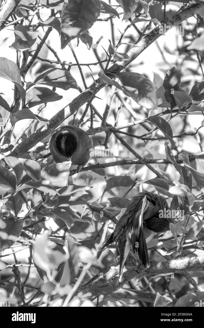 Afgano Starling-Myna nel selvaggio Nesting su UN albero. Foto Stock