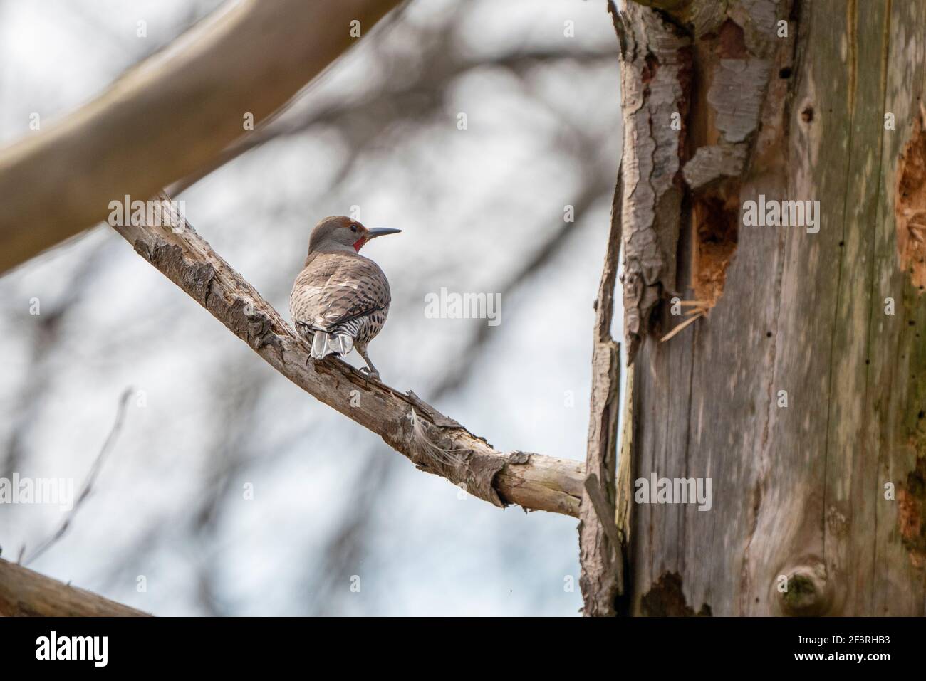 Lo sfarfallio del nord Foto Stock