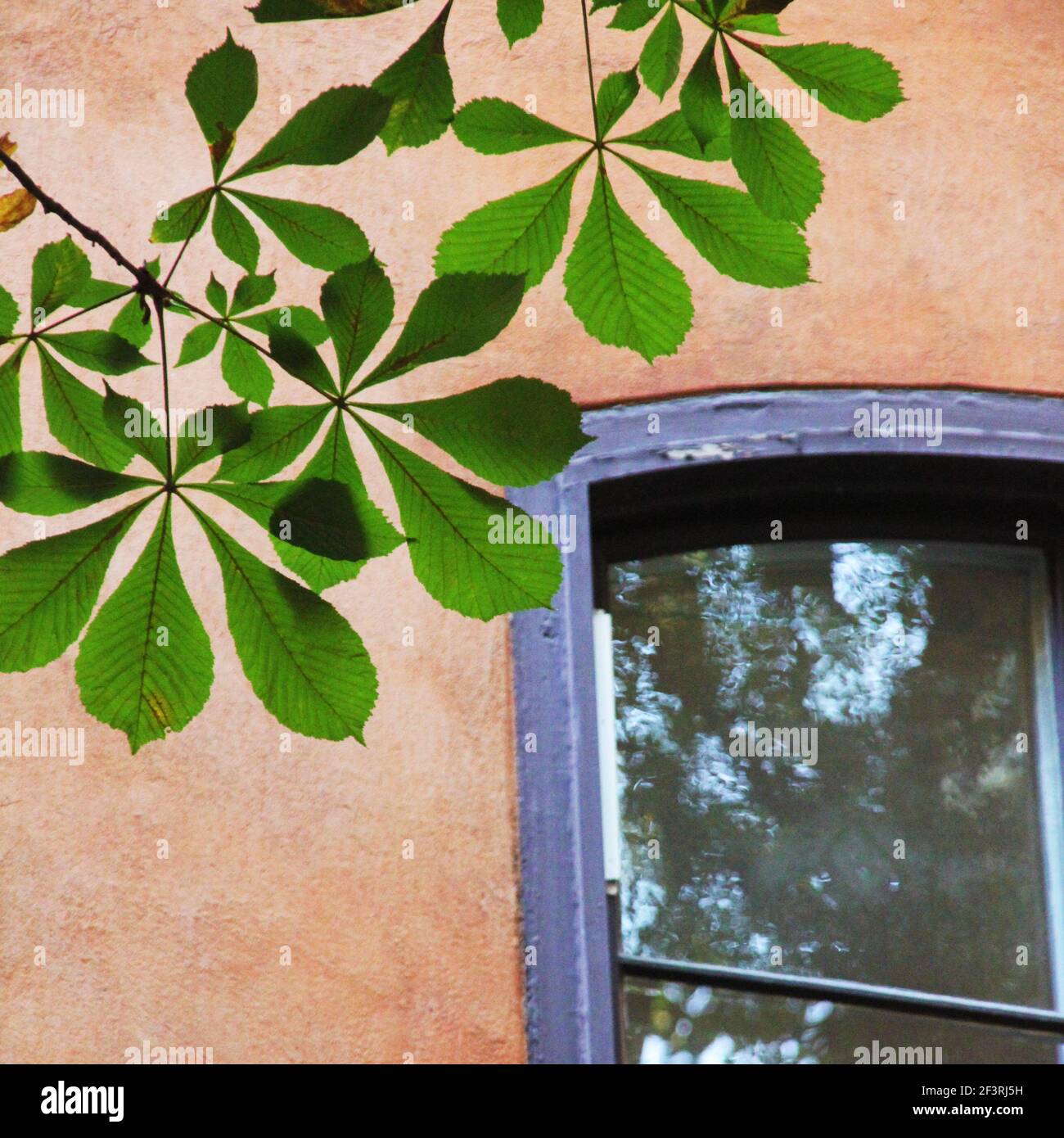 Un ramo di castagno di fronte a una finestra di una casa arancione. Foto Stock