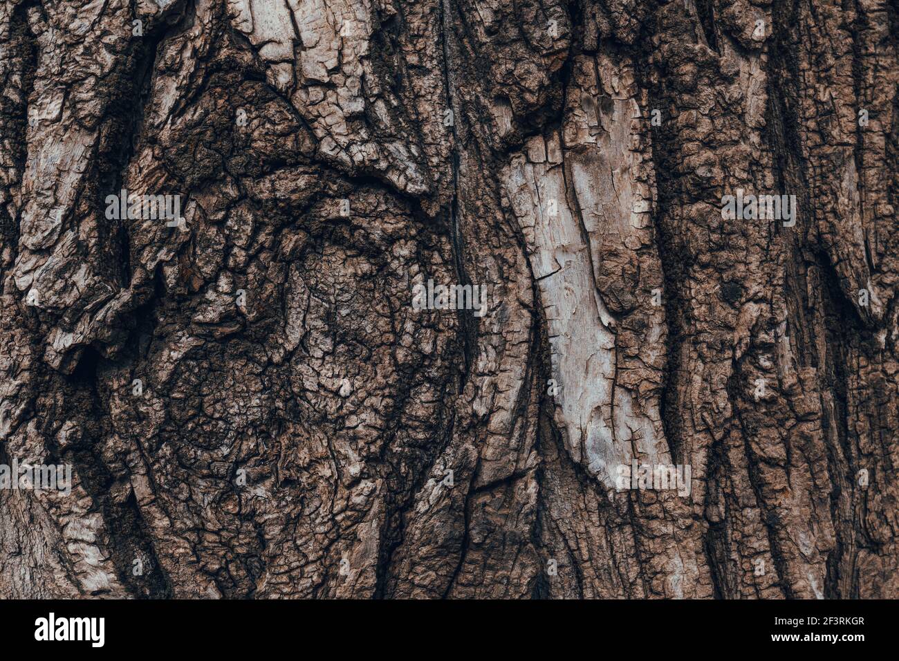 Albero corteccia struttura modello, vecchio tronco di legno d'acero come sfondo, grandangolo vicino Foto Stock