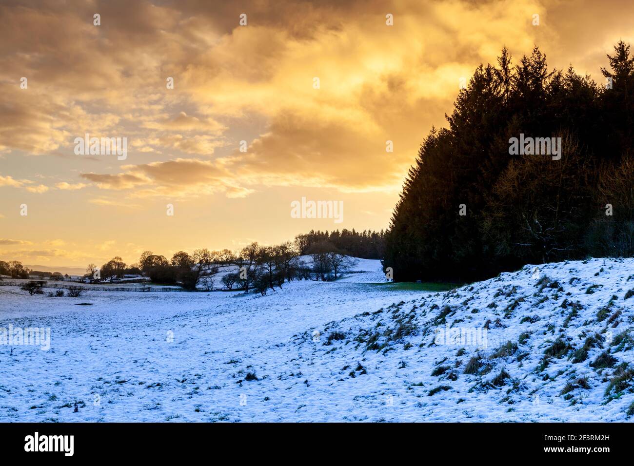Il sole tramonta dietro alcuni alberi di pino in una giornata invernale innevata sul confine inglese gallese, sopra il villaggio di Rhydycroesau Foto Stock