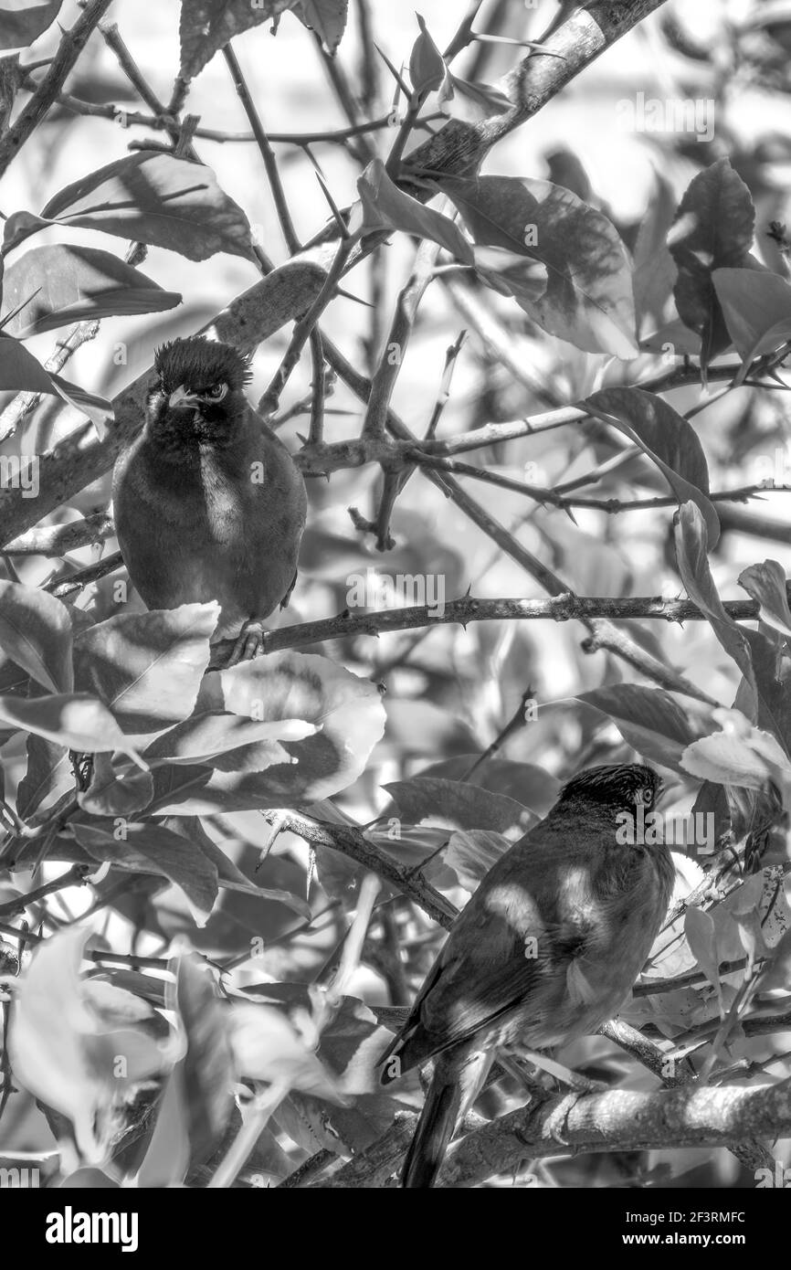 Afgano Starling-Myna nel selvaggio Nesting su UN albero. Foto Stock
