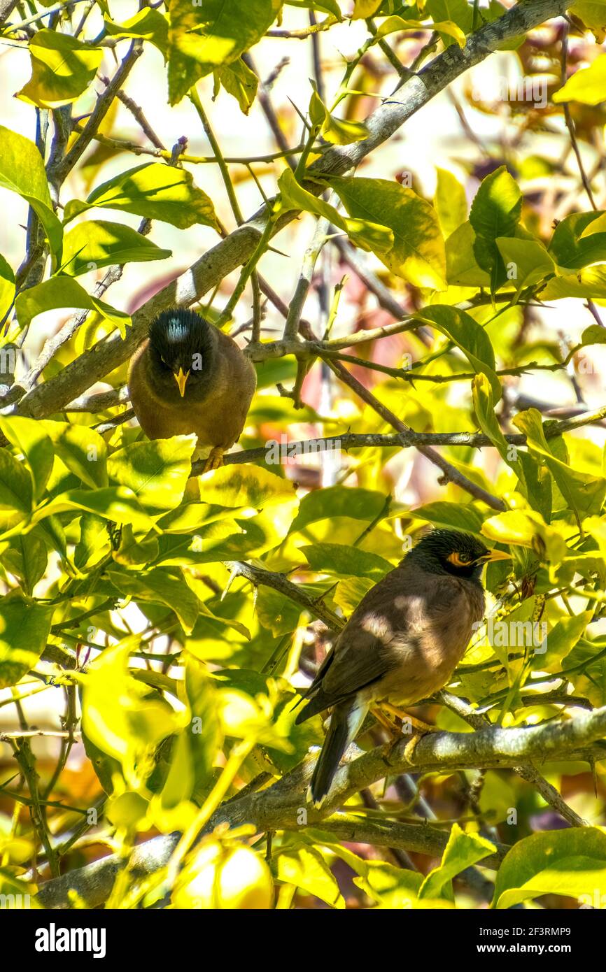 Afgano Starling-Myna nel selvaggio Nesting su UN albero. Foto Stock