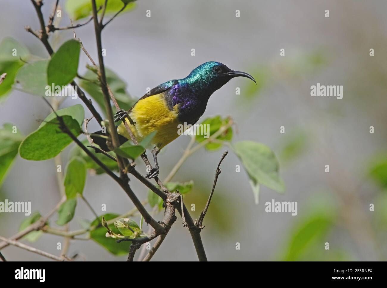 Variable Sunbird (Cinnyris venustus) maschio adulto arroccato nell'albero Nairobi National Park, Kenya Ottobre Foto Stock