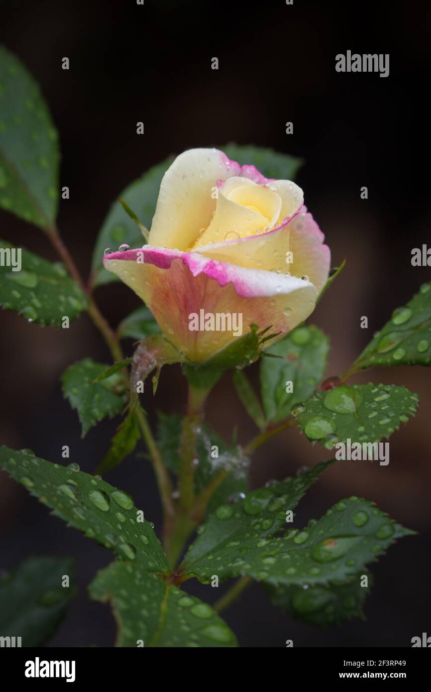 La rugiada mette in evidenza la fioritura di una rosa al mattino presto Foto Stock