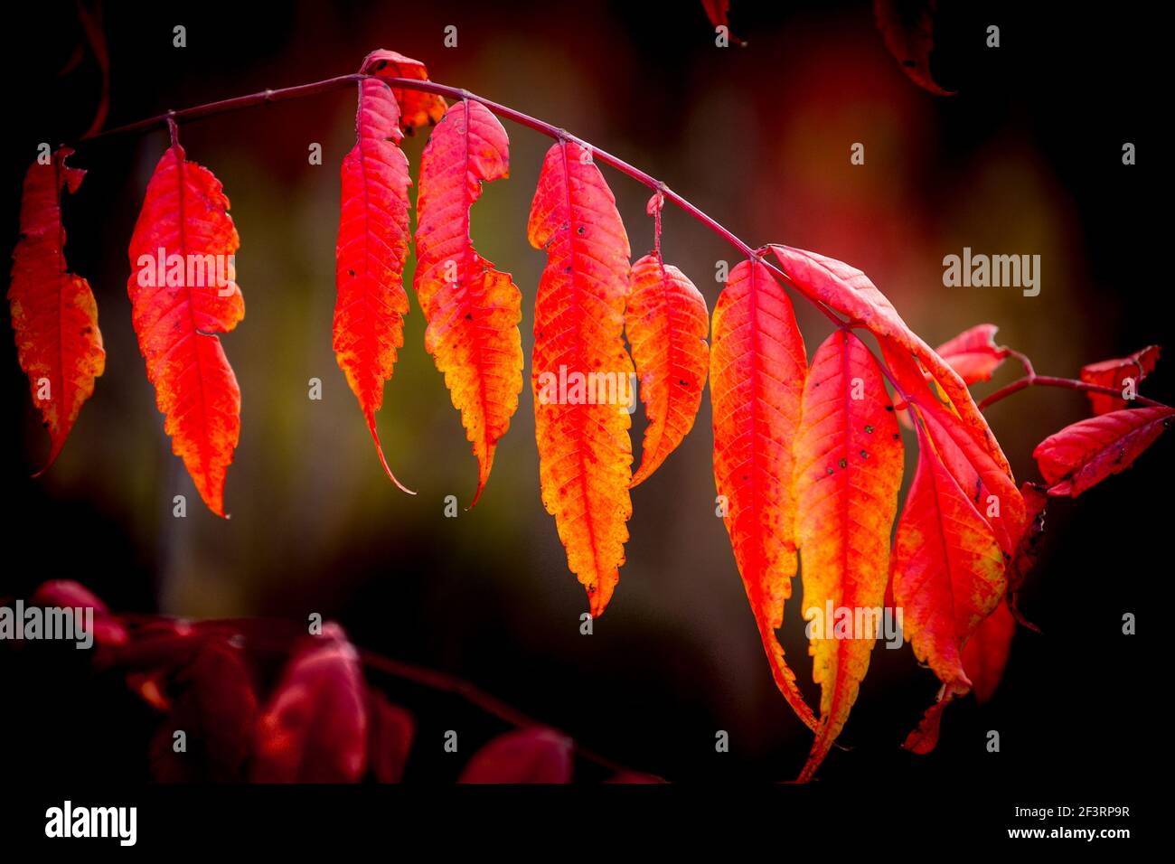 Sumac diventa un rosso brillante durante l'autunno del Minnesota. Foto Stock