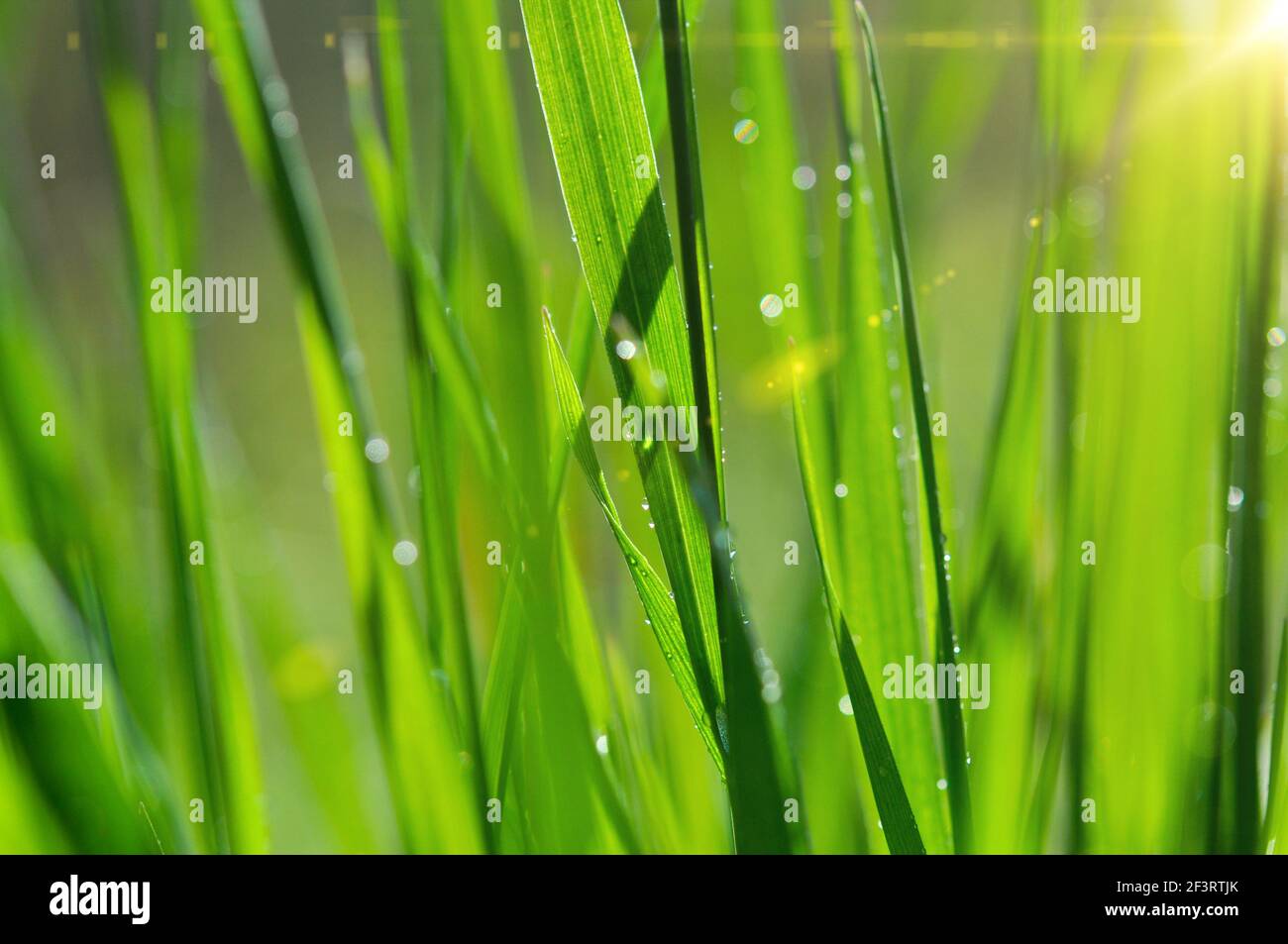 Erba. Erba fresca di primavera verde con gocce di rugiada in primo piano. Messa a fuoco morbida. Astratto natura sfondo. Foto Stock