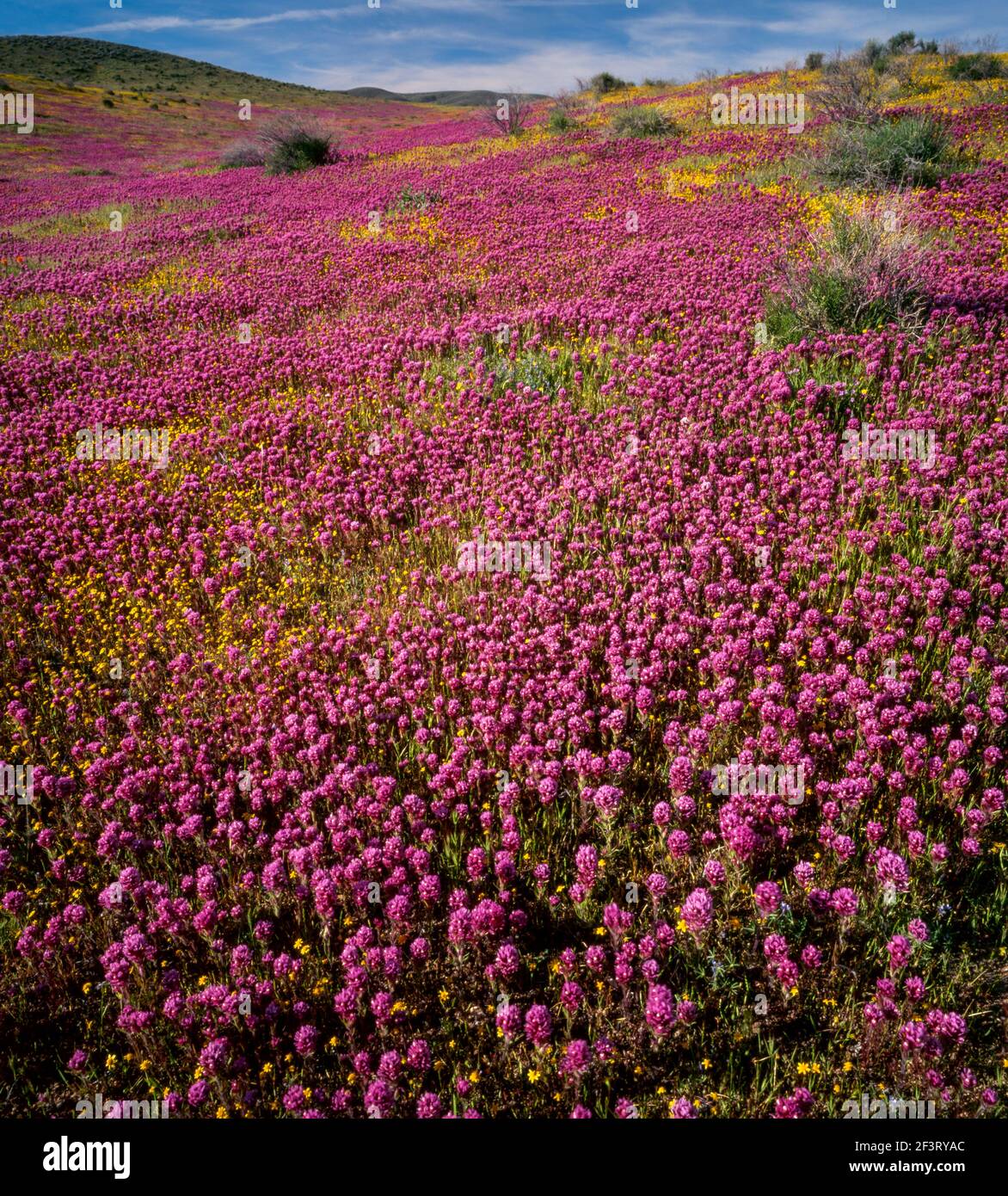 Wowls Clover, Goldfields, Antelope Valley California Poppy Reserve, Kern County, California Foto Stock