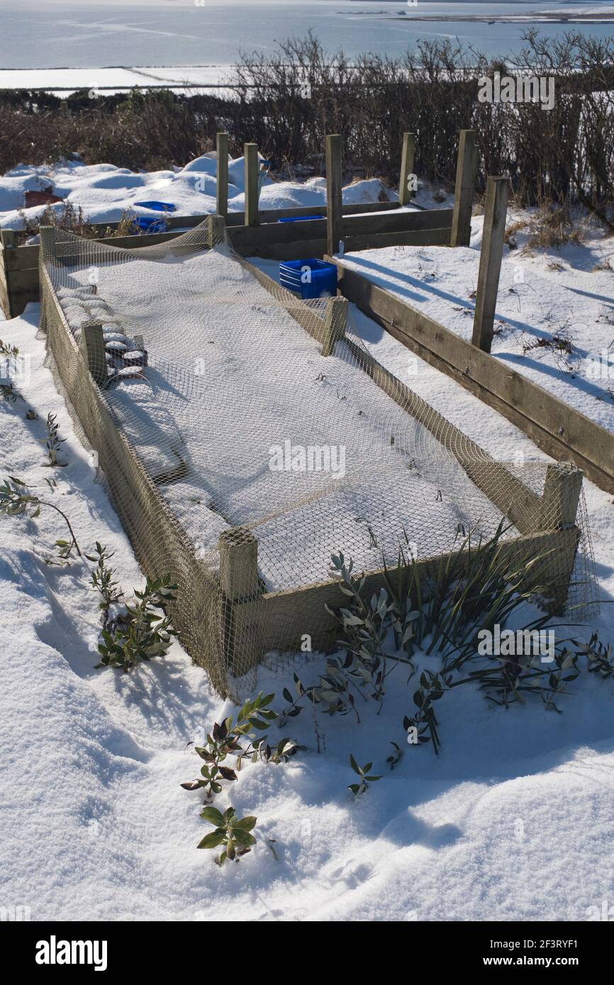 dh Raised letti GIARDINAGGIO Regno Unito Giardino su neve rete invernale orto giardino letto in legno Foto Stock