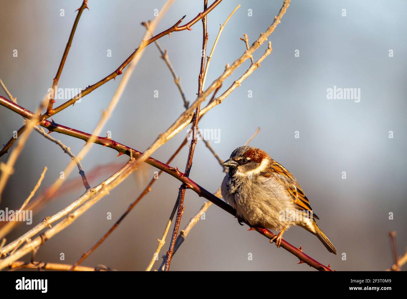 Un passero di casa maschile adulto (Passer domesticus) sta perching su un ramo senza frondolo da solo in inverno. Ha rosso marrone chiaro e pellicce marrone scuro nel suo Foto Stock